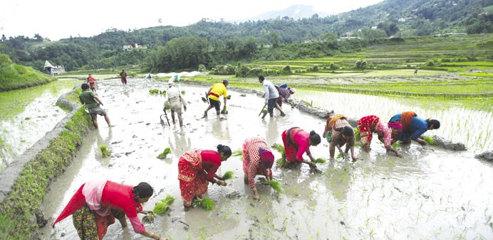 सिचाईको अभावले हाल सम्म देशभर ७७ प्रतिशत मात्र धान रोपाइँ।